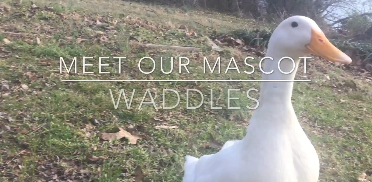[video] Meet Waddles the duck, our office mascot