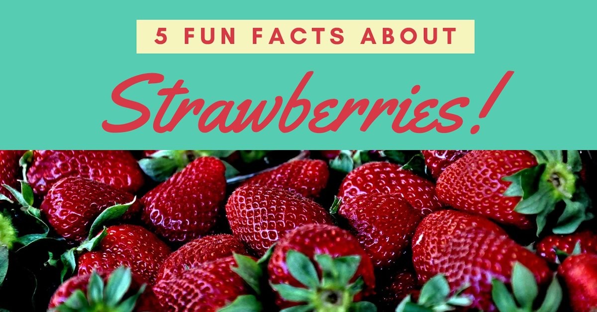 [Infographic] Fun Facts About Strawberries