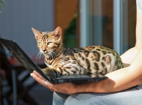 cat on laptop