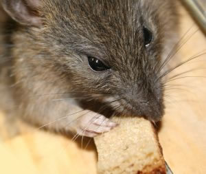 rat thief hacker