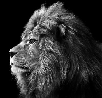 Find your strengths to dominate your market