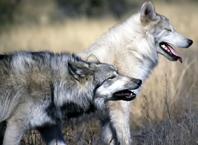 Co-marketing: pack hunting vs lone wolf